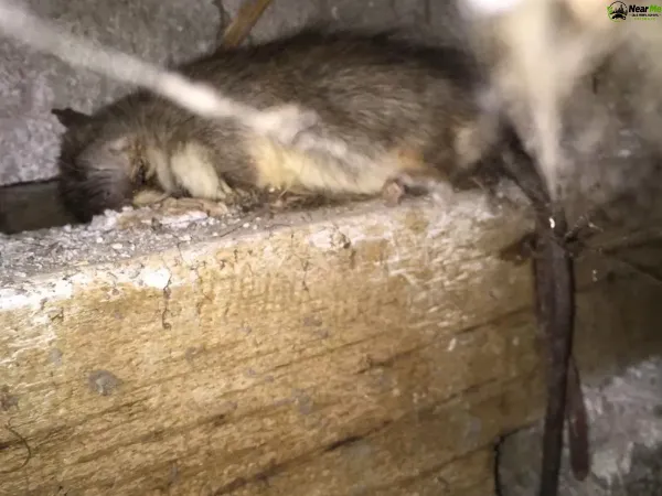 Dead Rat Removal Ocean View